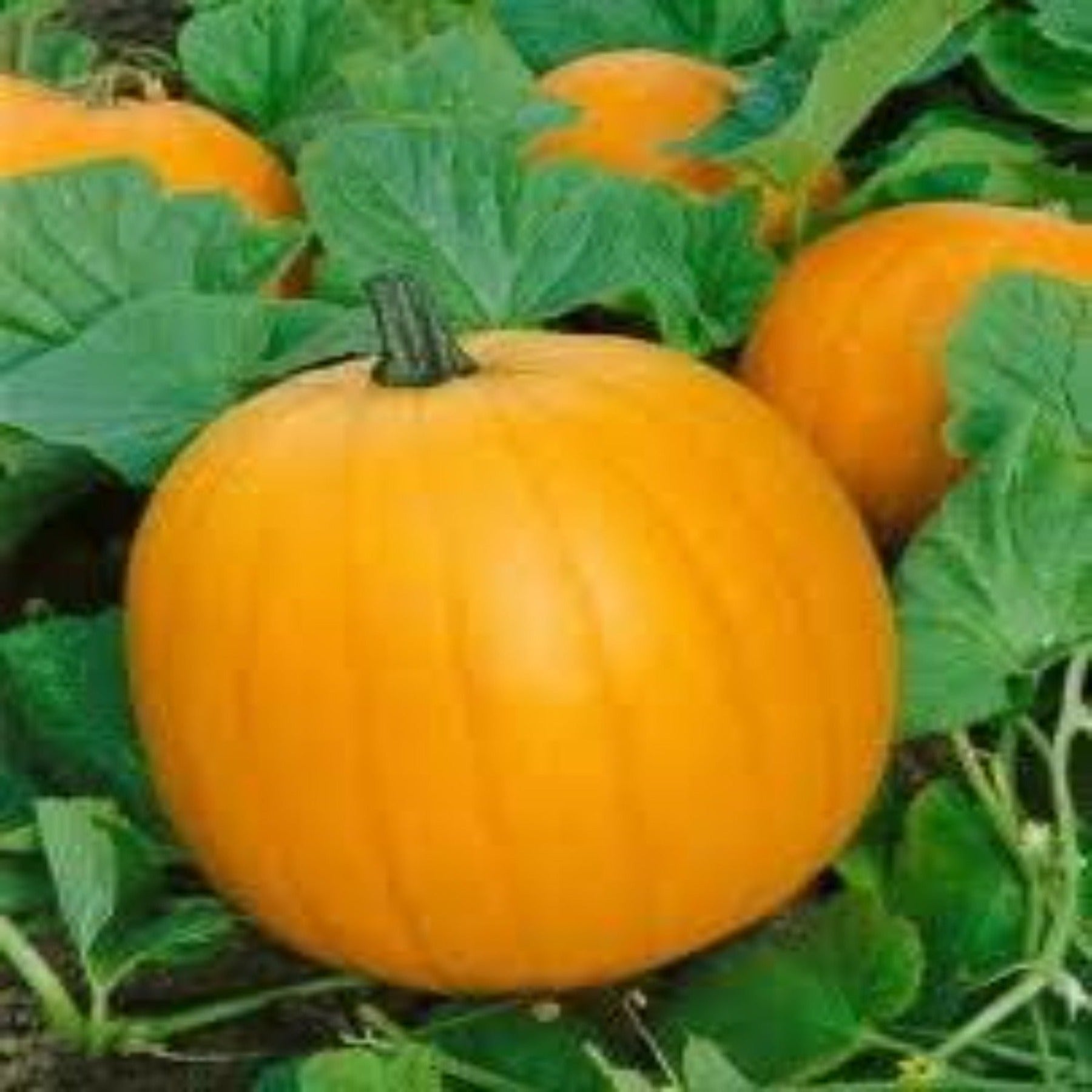 Jack O' Lantern Heirloom Pumpkin Seeds