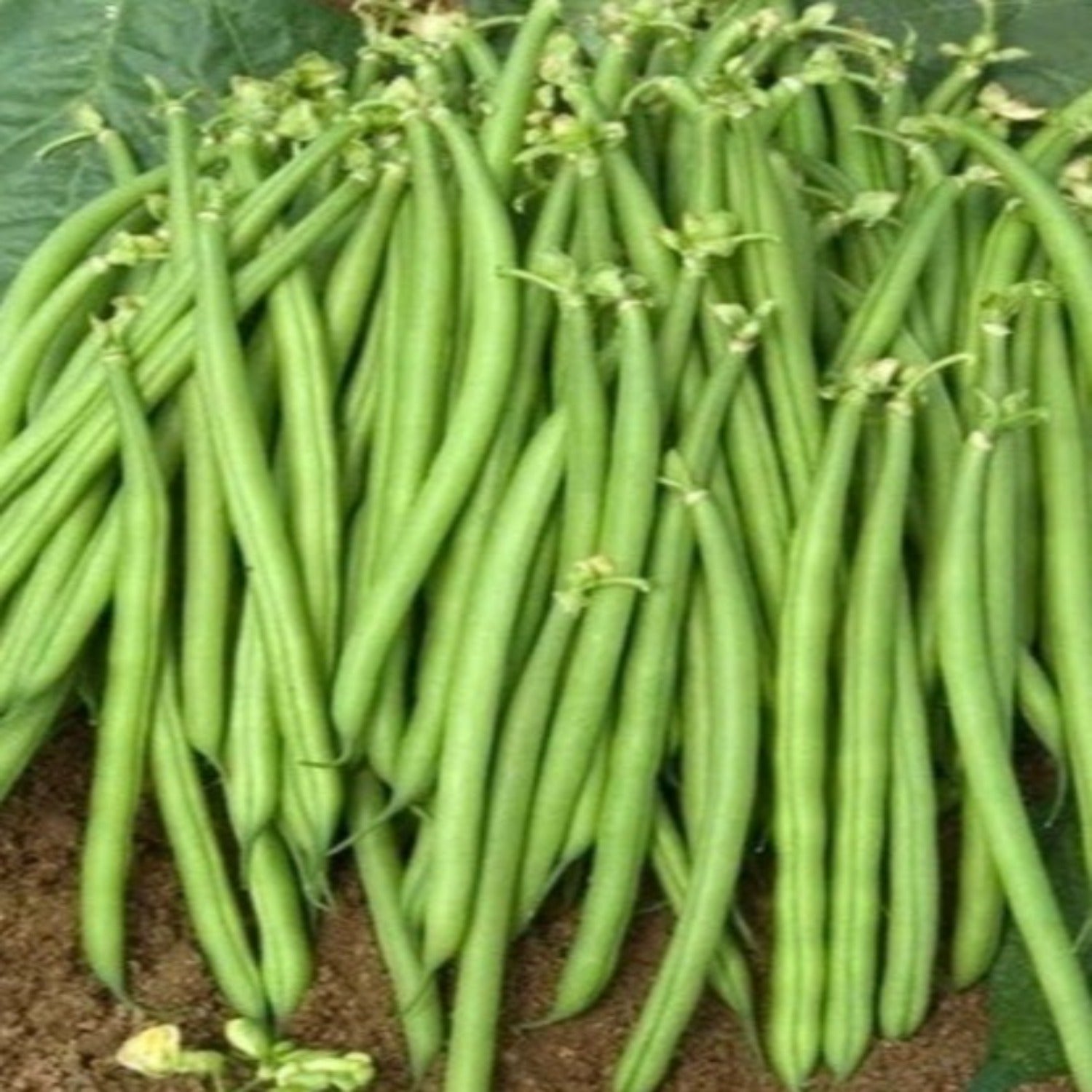 jade bush bean plant Jade Bush Green Bean Non-GMO Very High Producer the "Energizer" bean – Papaws Garden Supply LLC