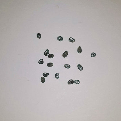 Jet Star Hybrid Treated Tomato Seeds