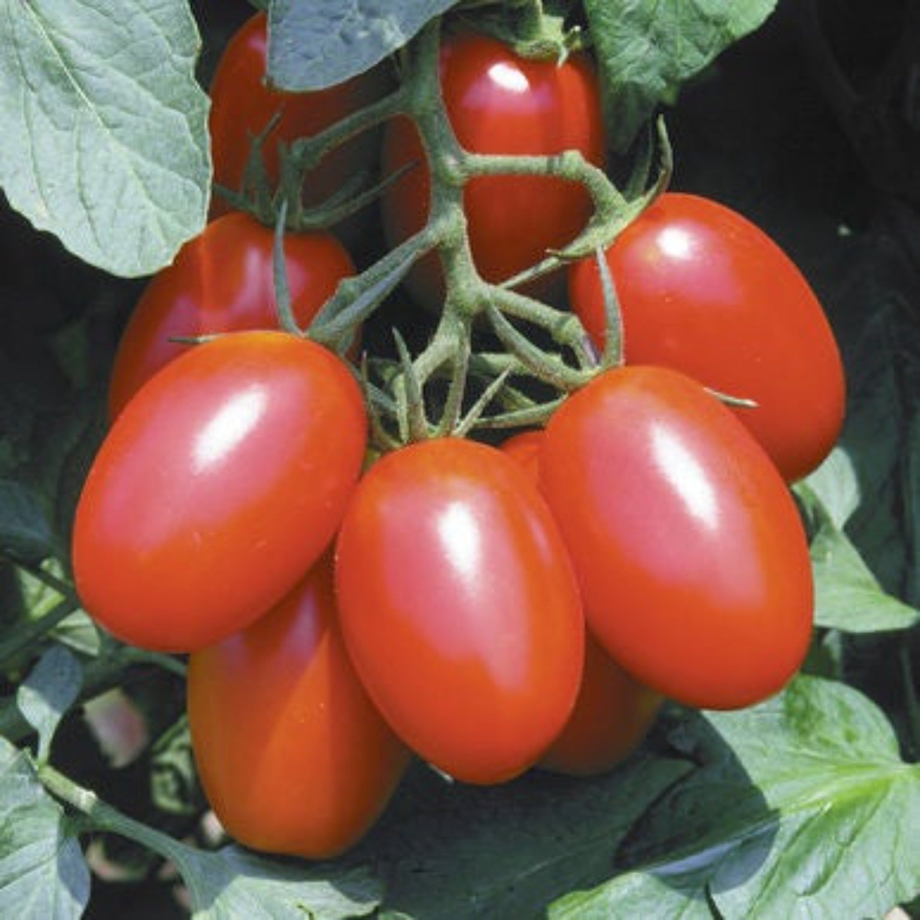 Juliet Untreated Hybrid Paste Tomato Seeds