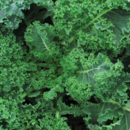 Blue Curled Scotch Kale Seeds