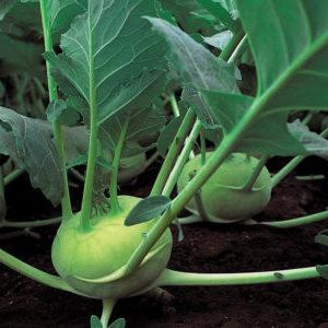 Kohlrabi QuickStar Hybrid Seeds