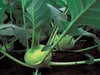 Kohlrabi QuickStar Hybrid Seeds