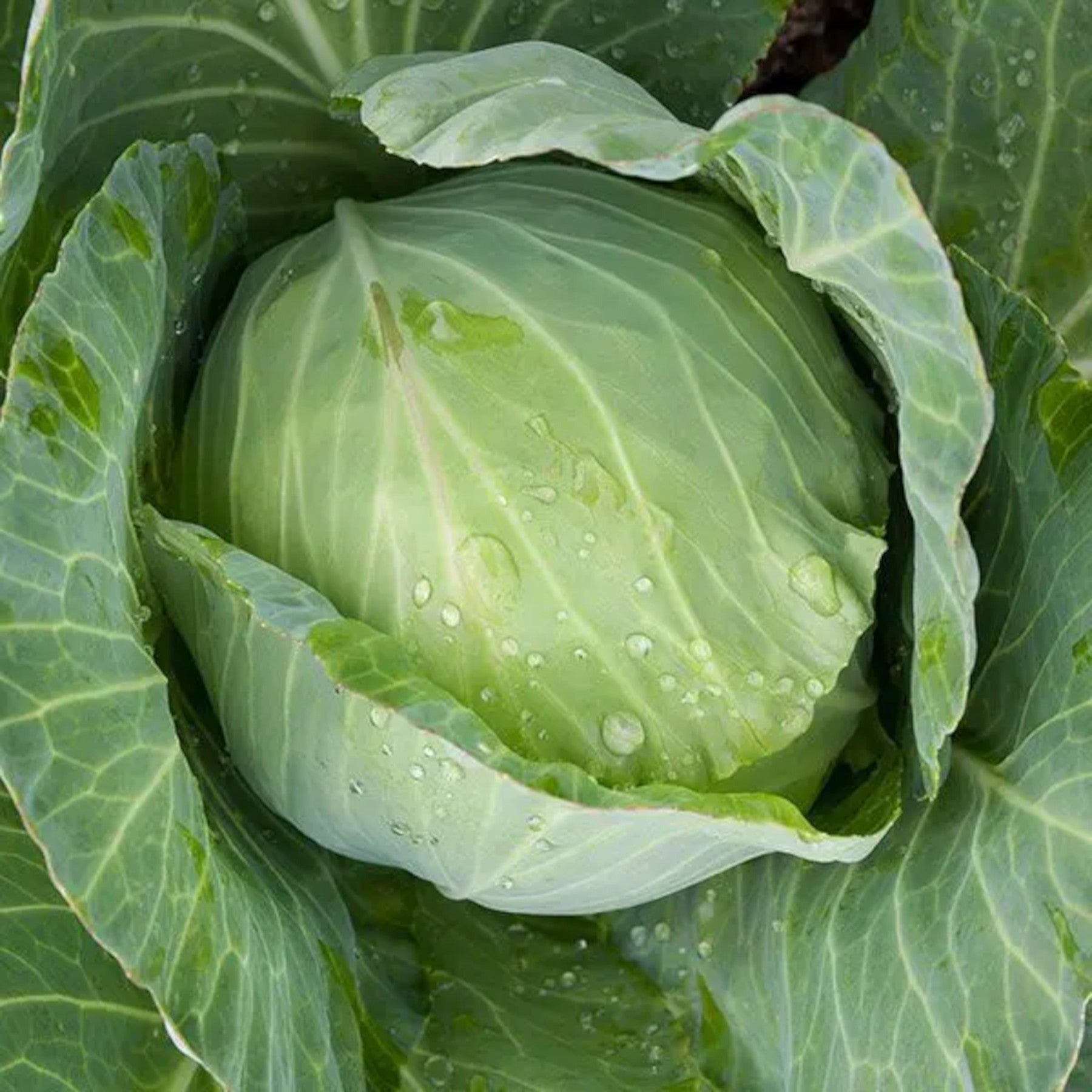 Late Flat Dutch Premium Heirloom Cabbage Seeds