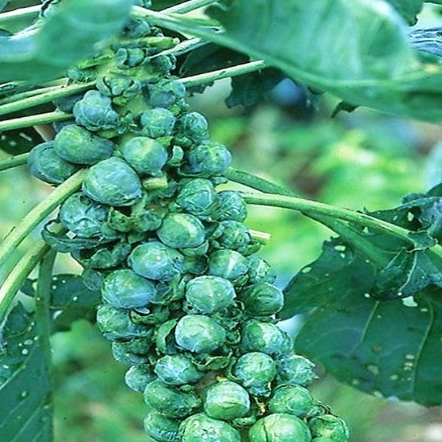 Long Island Improved Heirloom Brussels Sprouts Seeds