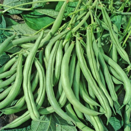 Mountain Half Runner Heirloom Green Bean Seeds