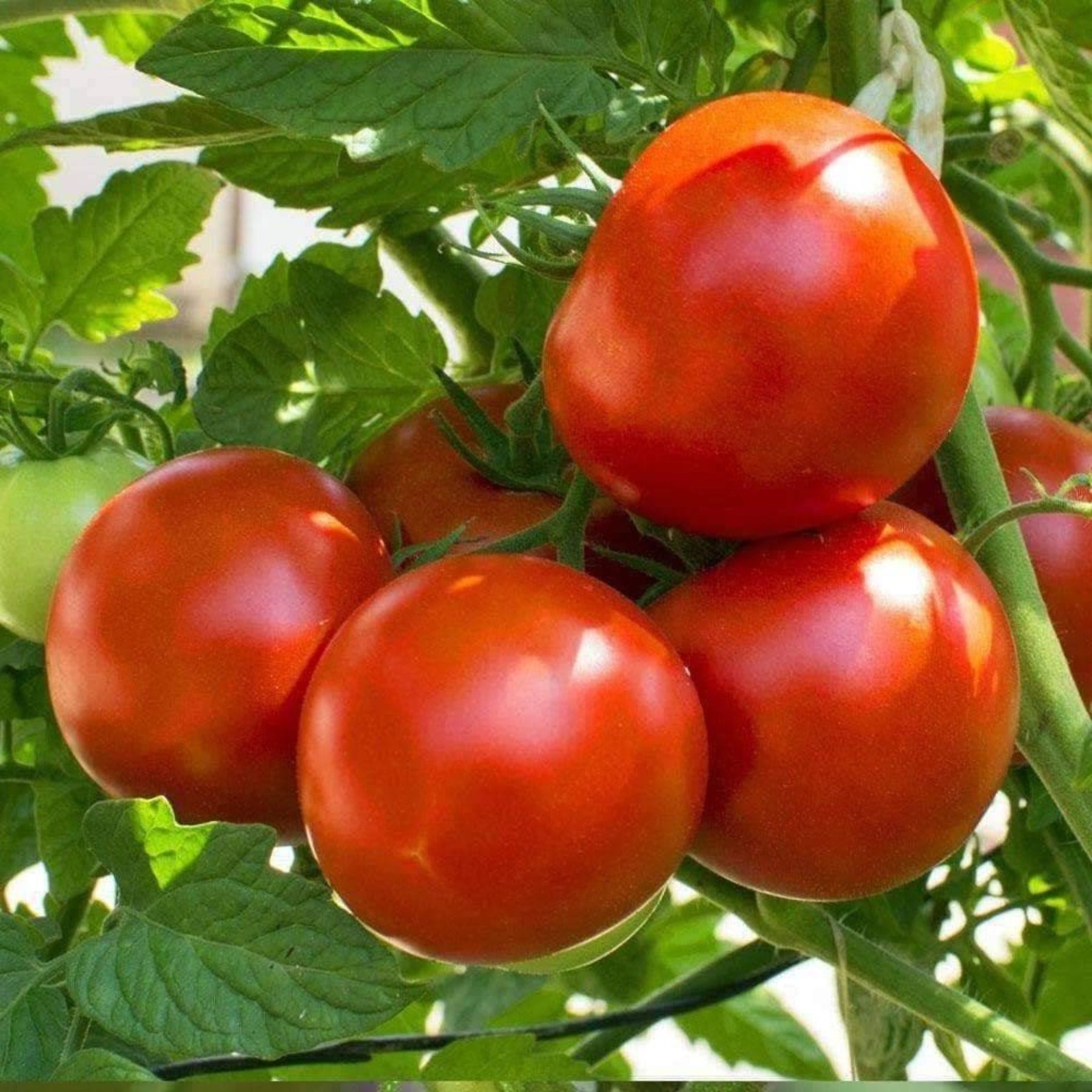 Marion Southern Heirloom Tomato Seeds