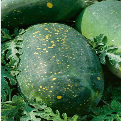 Moon & Stars Red Heirloom Watermelon Seeds