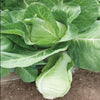 Murdoc Pointed Head Cabbage Seeds
