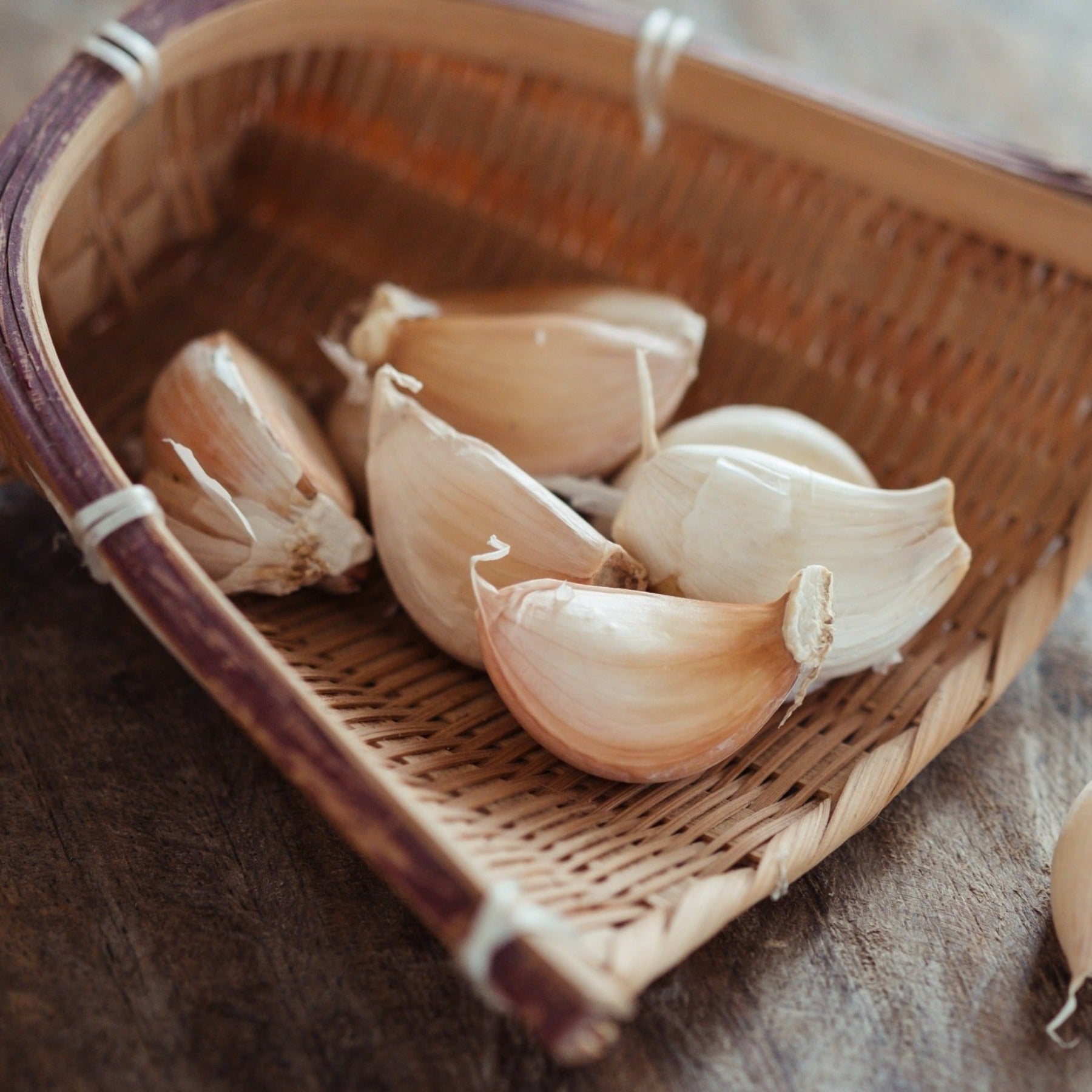 Music Certified Seed Garlic Cloves