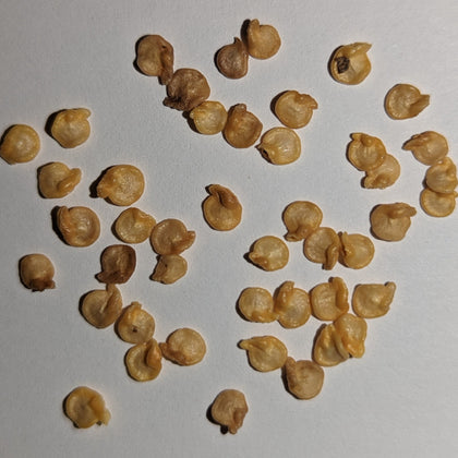 Ghost Extreme Hot Pepper Seeds