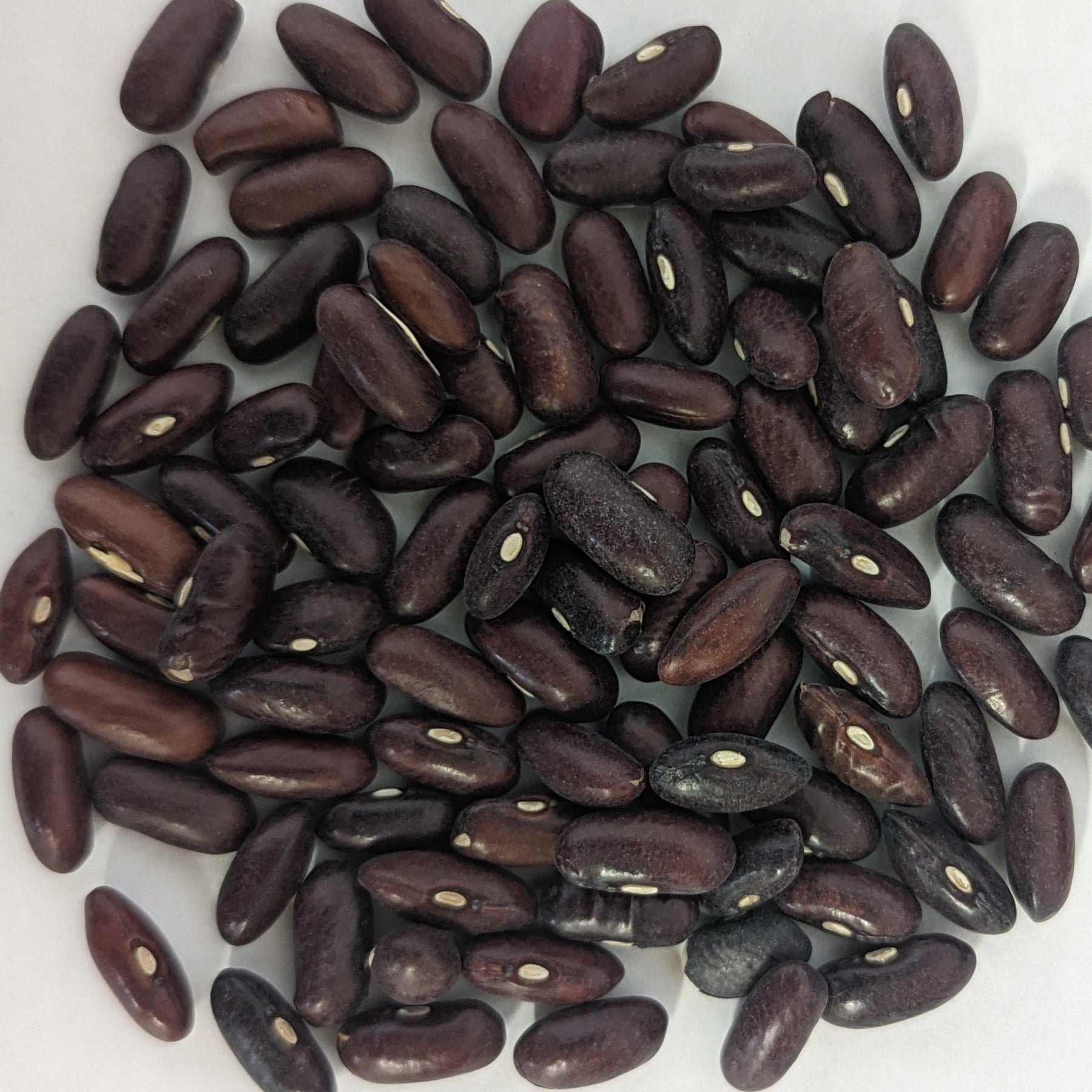 Provider Bush Green Bean Seeds