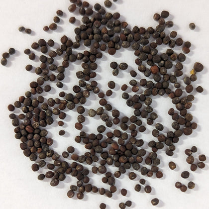 Red Acre Heirloom Cabbage Seeds