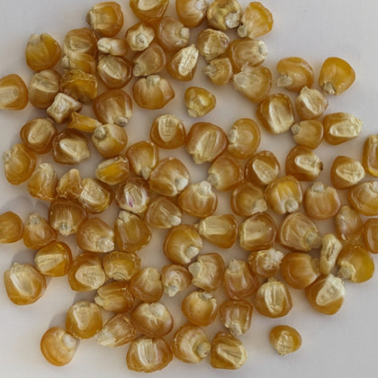 Golden Bantam 12 Row Untreated Heirloom Sweet Corn Seeds