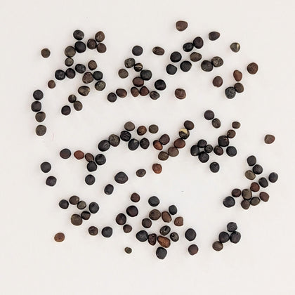 De Cicco Heirloom Broccoli Seeds