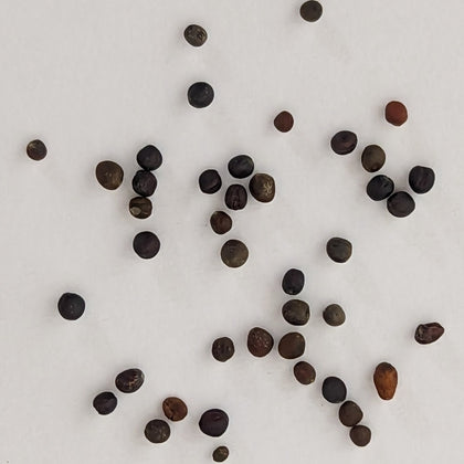 Gypsy Hybrid Broccoli Seeds