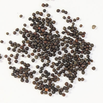 Long Island Improved Heirloom Brussels Sprouts Seeds