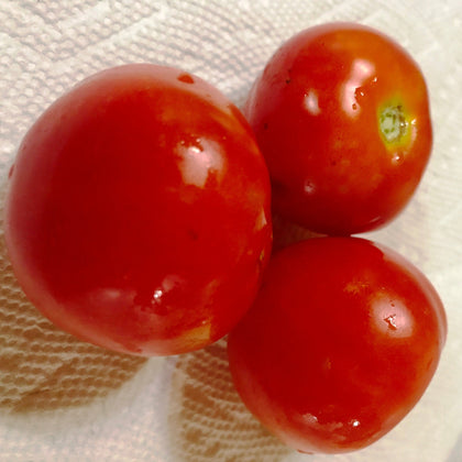 Papaw's Dwarf Pixie Tomato Seeds