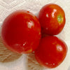 Papaw's Dwarf Pixie Tomato Seeds