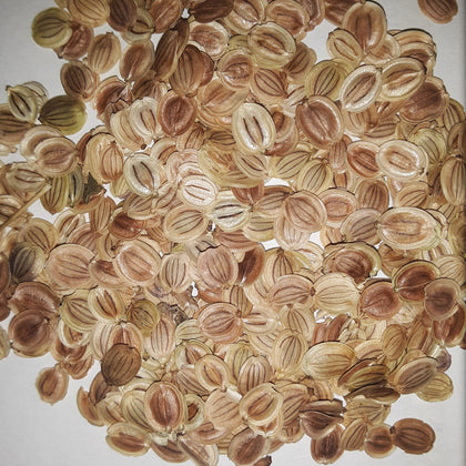 Parsnips Hollow Crown Seeds