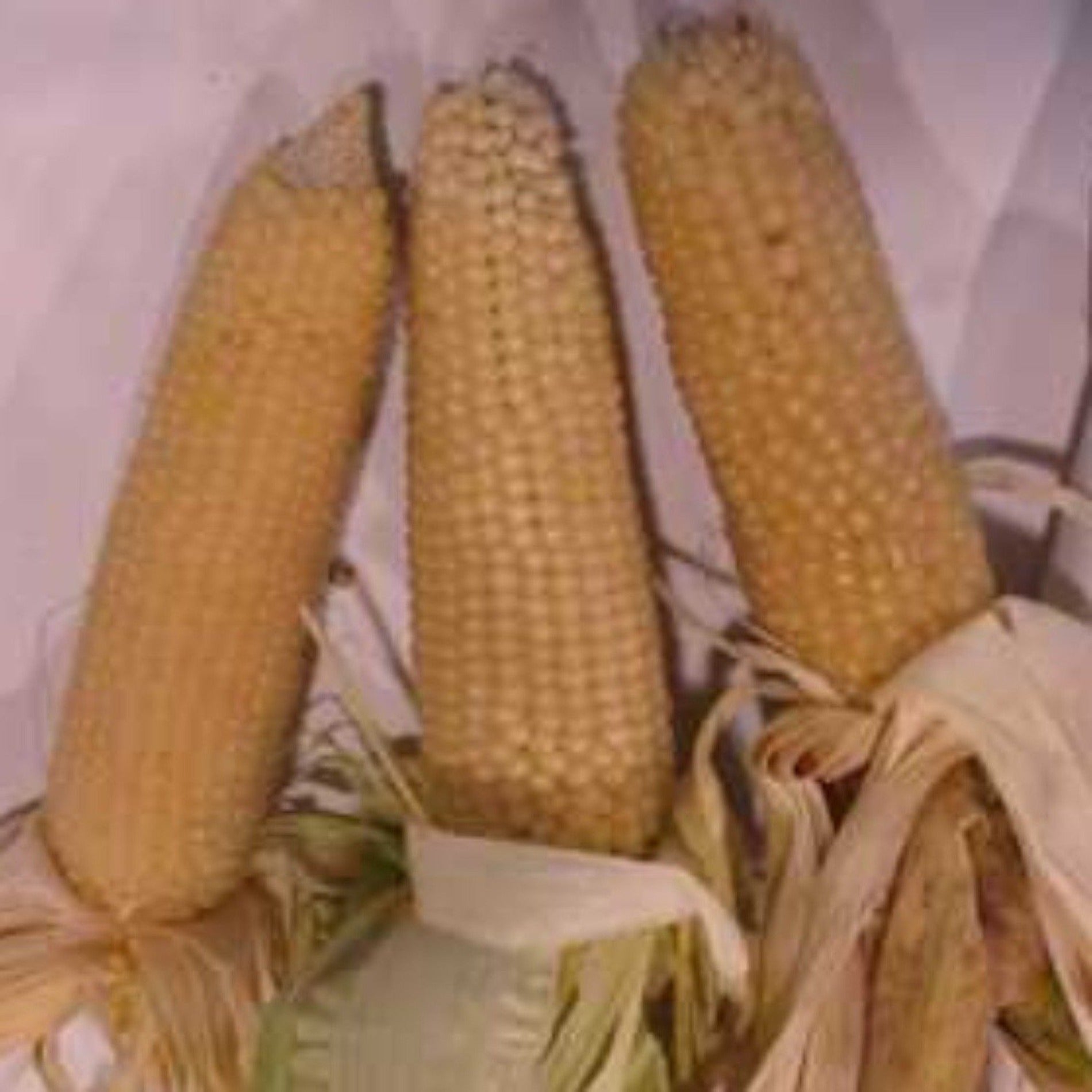 Pennsylvania Dutch Butter Popcorn Untreated Seeds