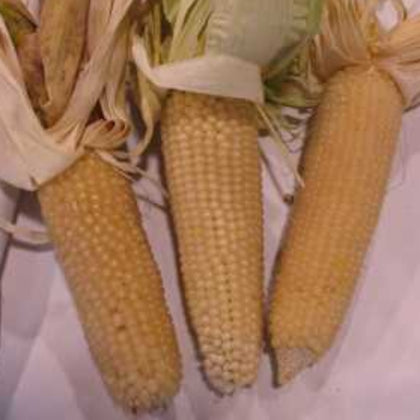 Pennsylvania Dutch Butter Popcorn Untreated Seeds