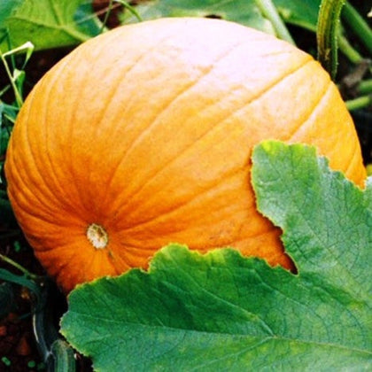 Small Sugar Heirloom Pumpkin Seeds