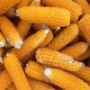 Purdue 410 Yellow Popcorn Untreated Seeds