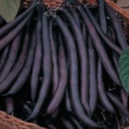 Purple Queen Heirloom Bush Green Bean Seeds
