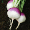 Purple Top White Globe Turnip Seeds