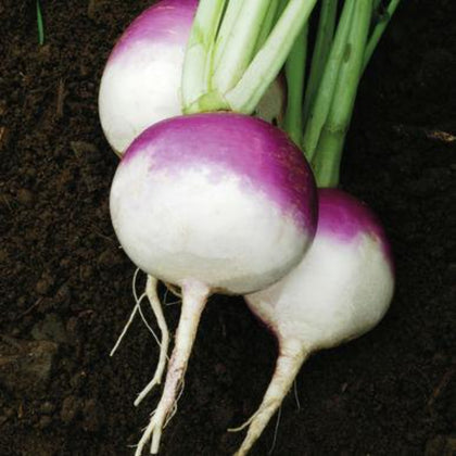 Purple Top White Globe Turnip Seeds