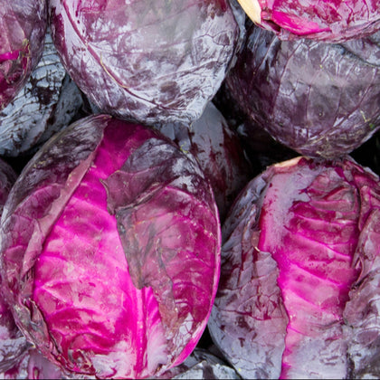 Red Acre Heirloom Cabbage Seeds