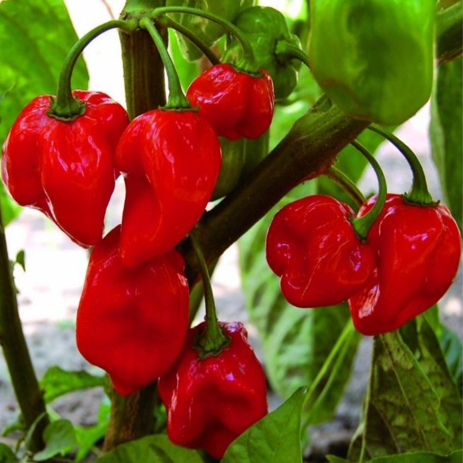 Habanero Red VERY HOT Pepper Seeds