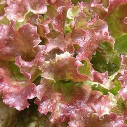 Red  Sails Lettuce Seeds