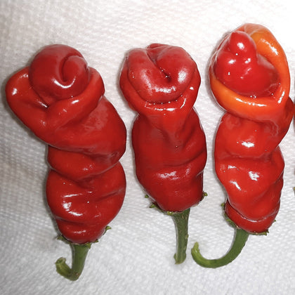 Red Peter Hot Pepper Seeds