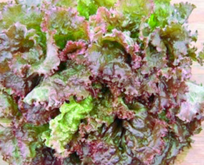 Red  Sails Lettuce Seeds