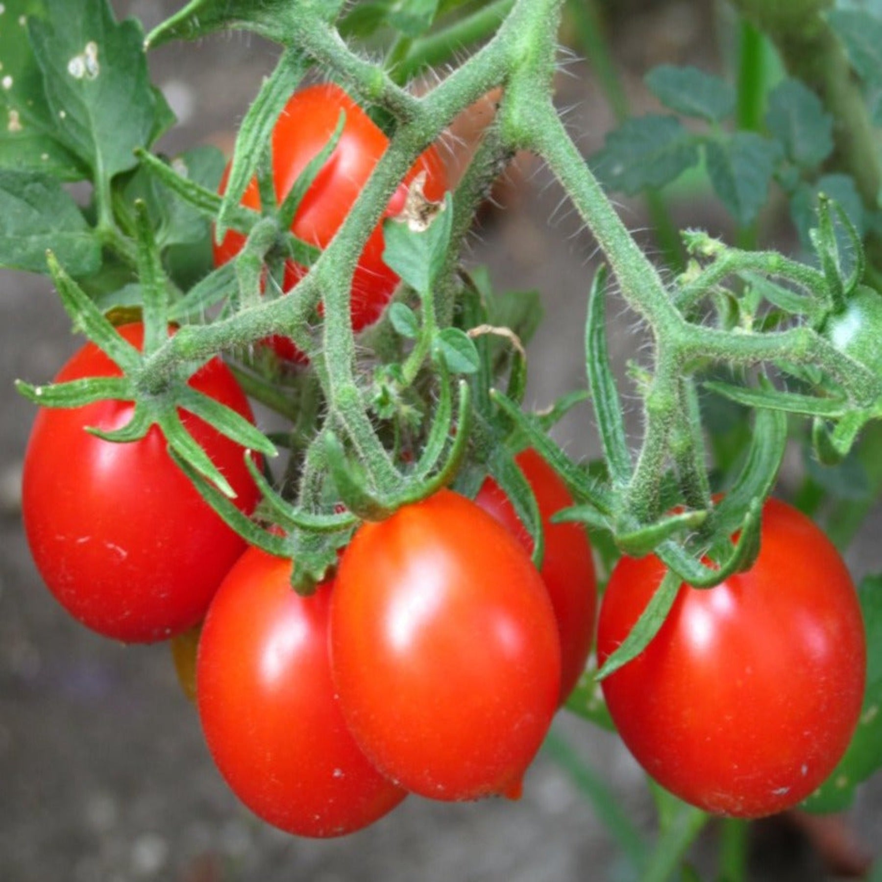 Riesenstrabe Cherry Tomato Heirloom German – Papaws LLC Garden Supply