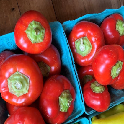 Right on Red Hybrid Sweet Paprika Pepper Seeds