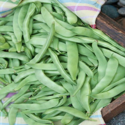 Roma II Green Bean Seeds