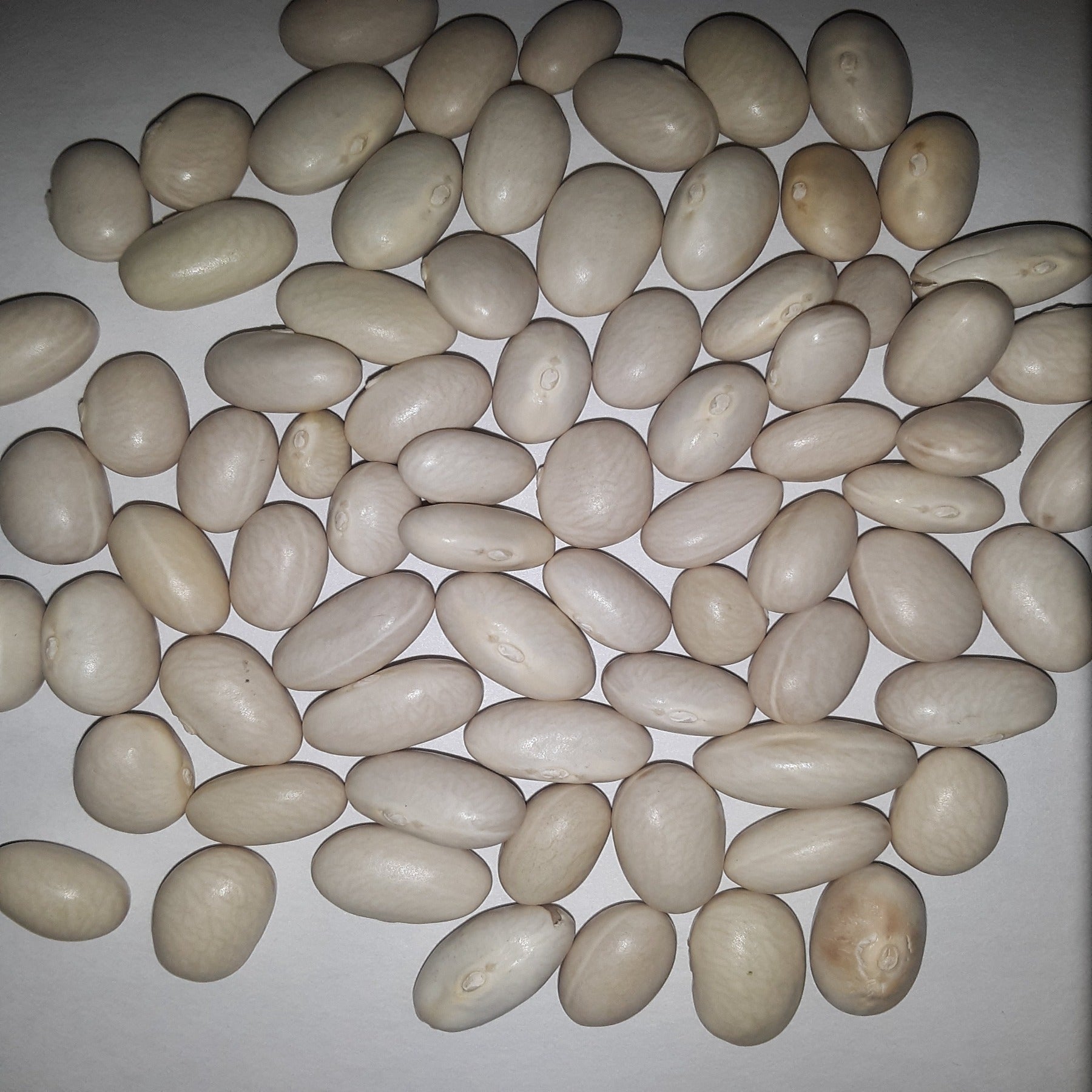 Roma II Green Bean Seeds