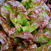 Ruby Red Lettuce Seeds