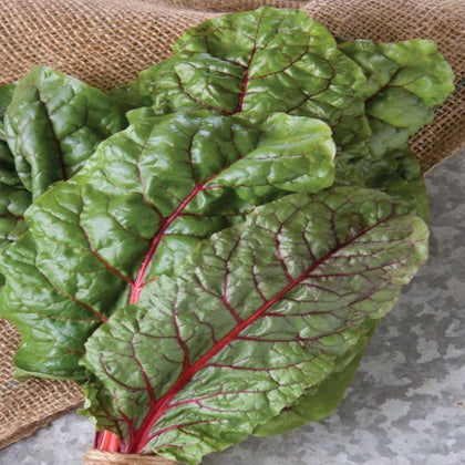 Rhubarb/Ruby Swiss Chard Seeds