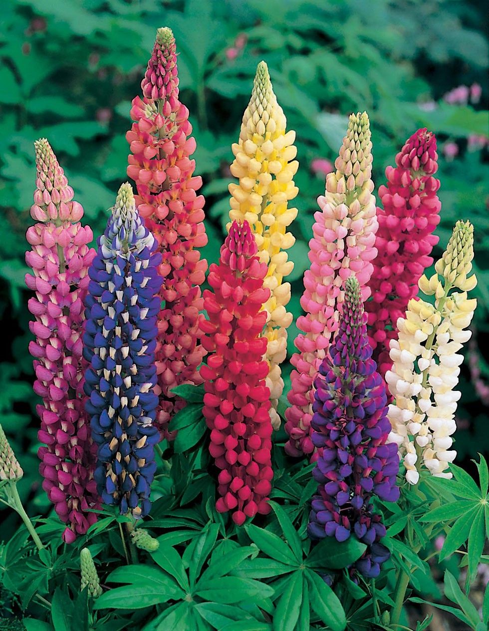Russell Series Mix Lupine Flower Seeds