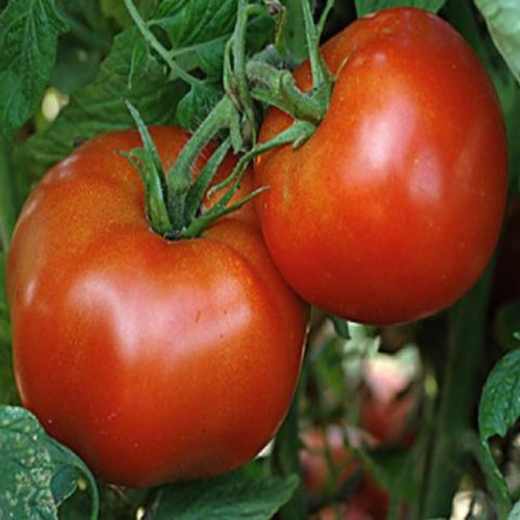 Rutgers Heirloom Tomato Seeds