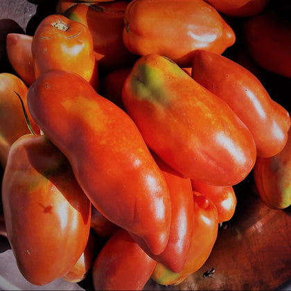 San Marzano Redorta Heirloom Tomato Seeds