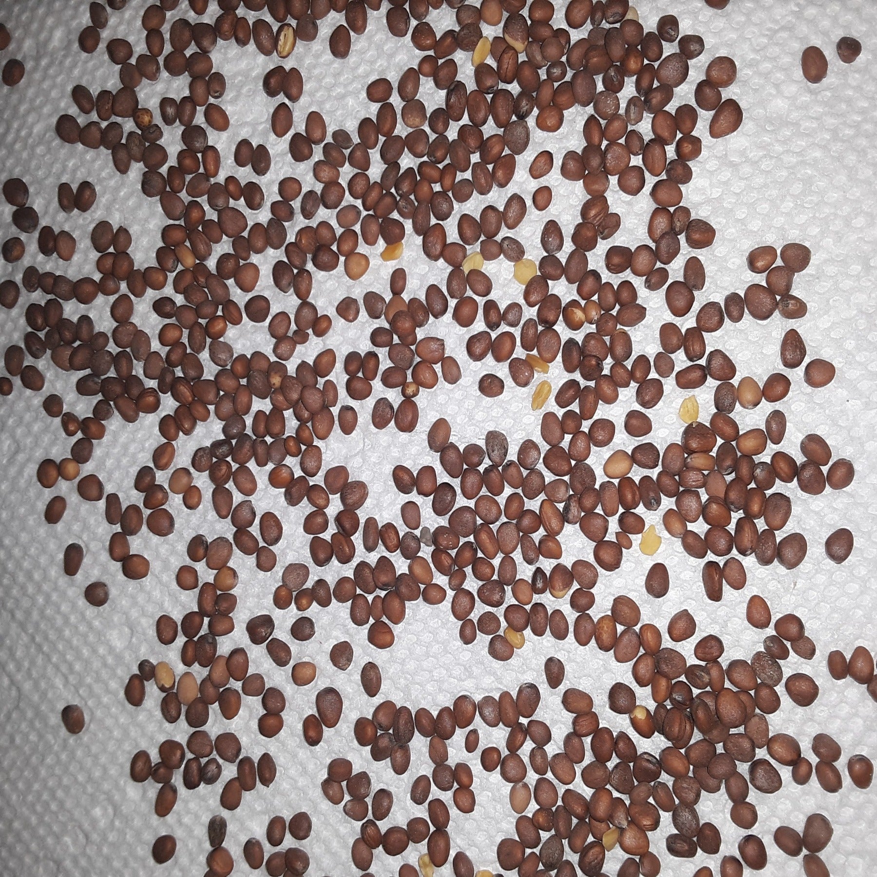 Scav-N-Ger Cover Crop Radish Seeds