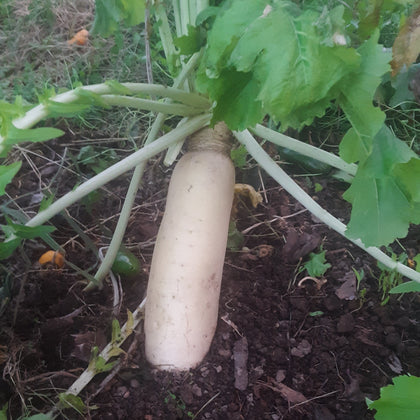 Scav-N-Ger Cover Crop Radish Seeds