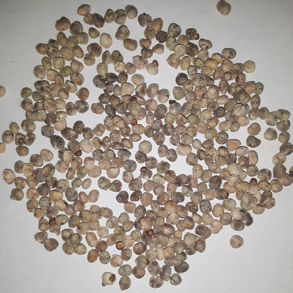 Seaside Hybrid Spinach Seeds