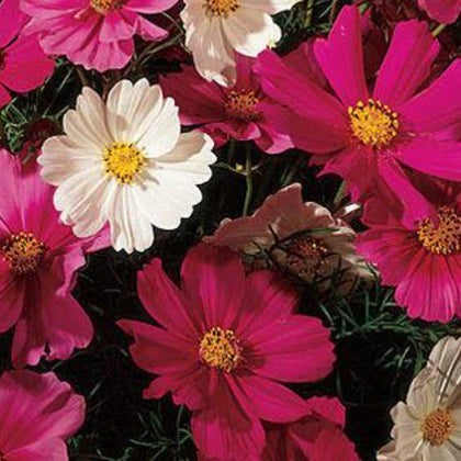 Cosmo, Sensation Mix Seeds