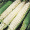 Silver King Treated Hybrid Sweet Corn Seed